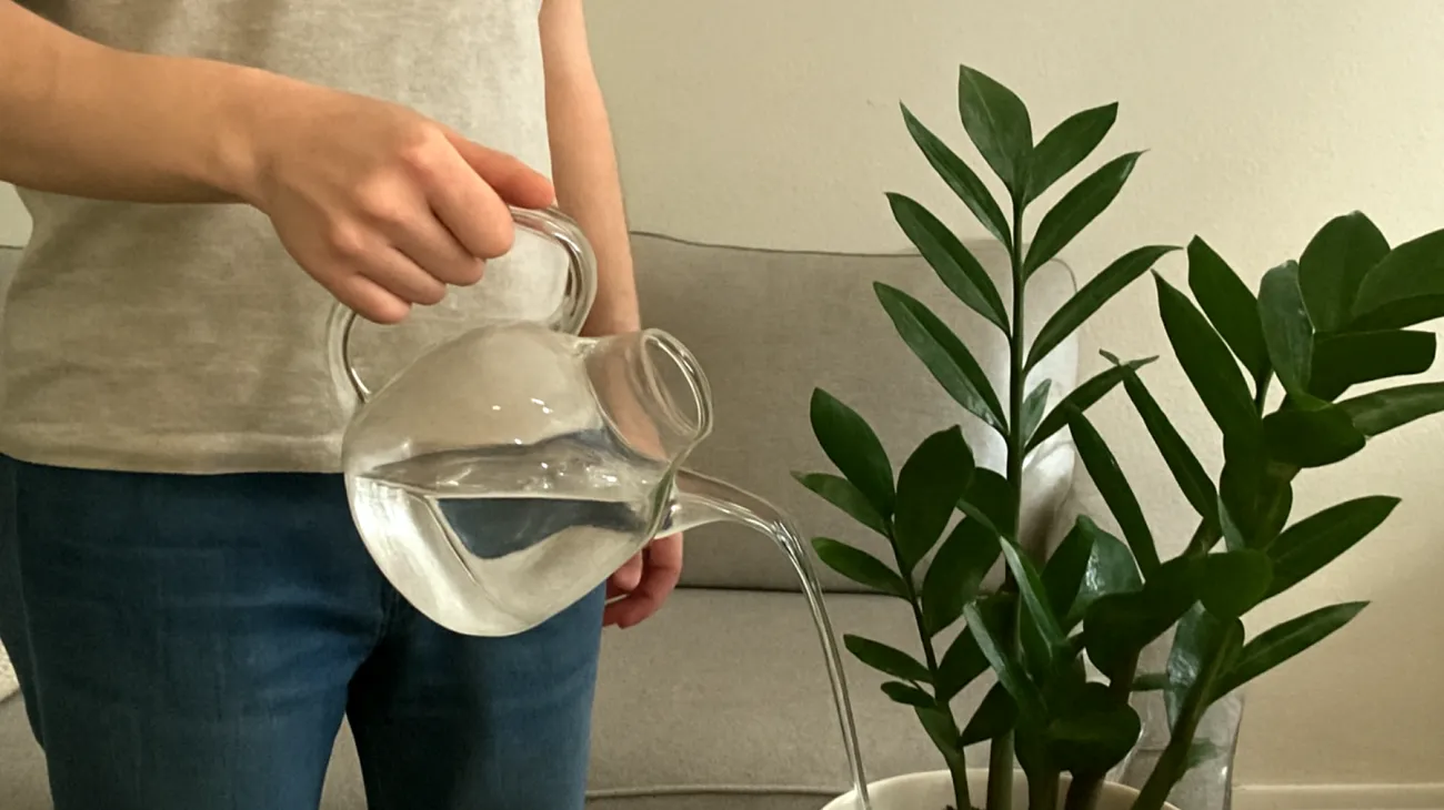 Glücksfeder (Zamioculcas)"